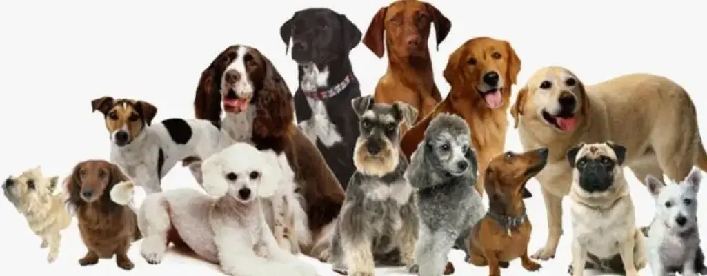 Best Dog Breeds