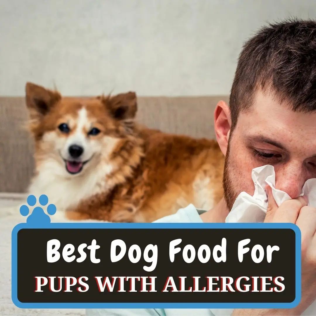 Best Dog Food For Allergies 2024 - Top Picks And Reviews