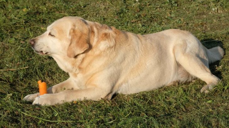 Carrots are not poisonous to dogs