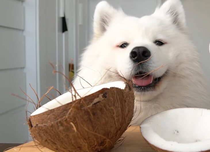 Coconut is not toxic to dogs