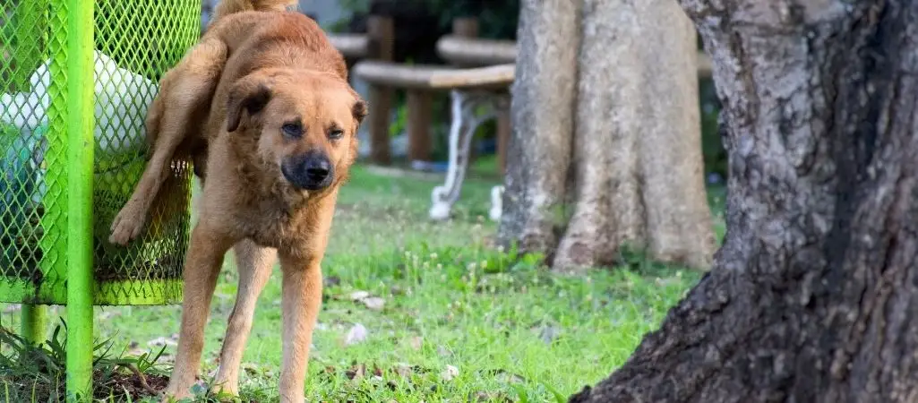 Dog urinating having bladder problems