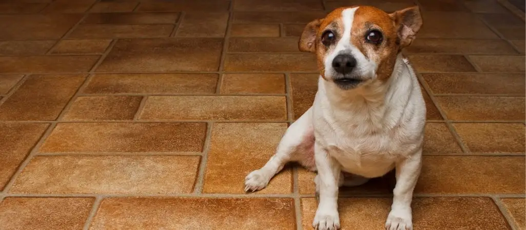 Dogs with bladder stones sitting