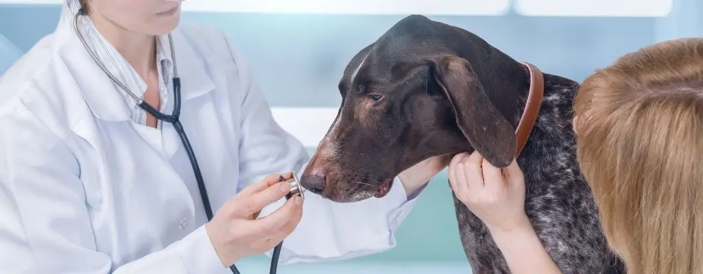 Doctor checking liver disease dog