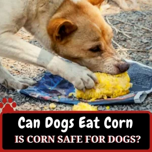 can dog eat corn what is safe way to eat corn