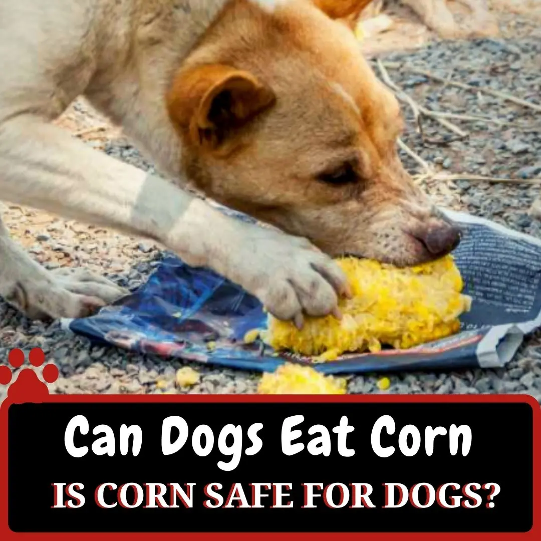 can-dogs-eat-corn-is-corn-safe-for-dogs