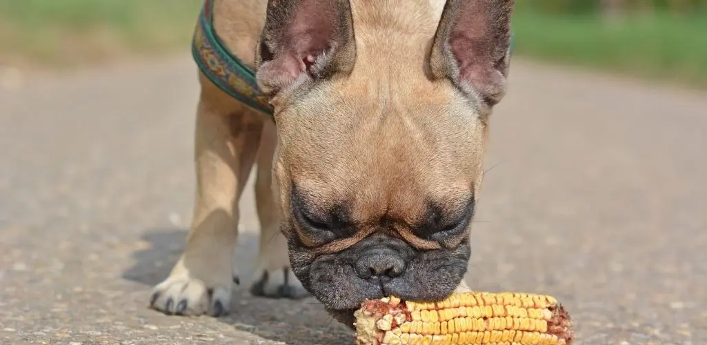 dog eating corn