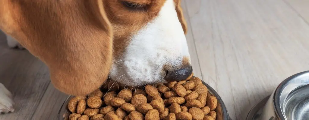 dog eating foods