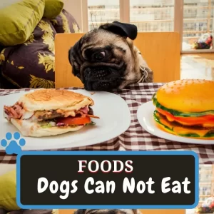 dogs can not eat food list