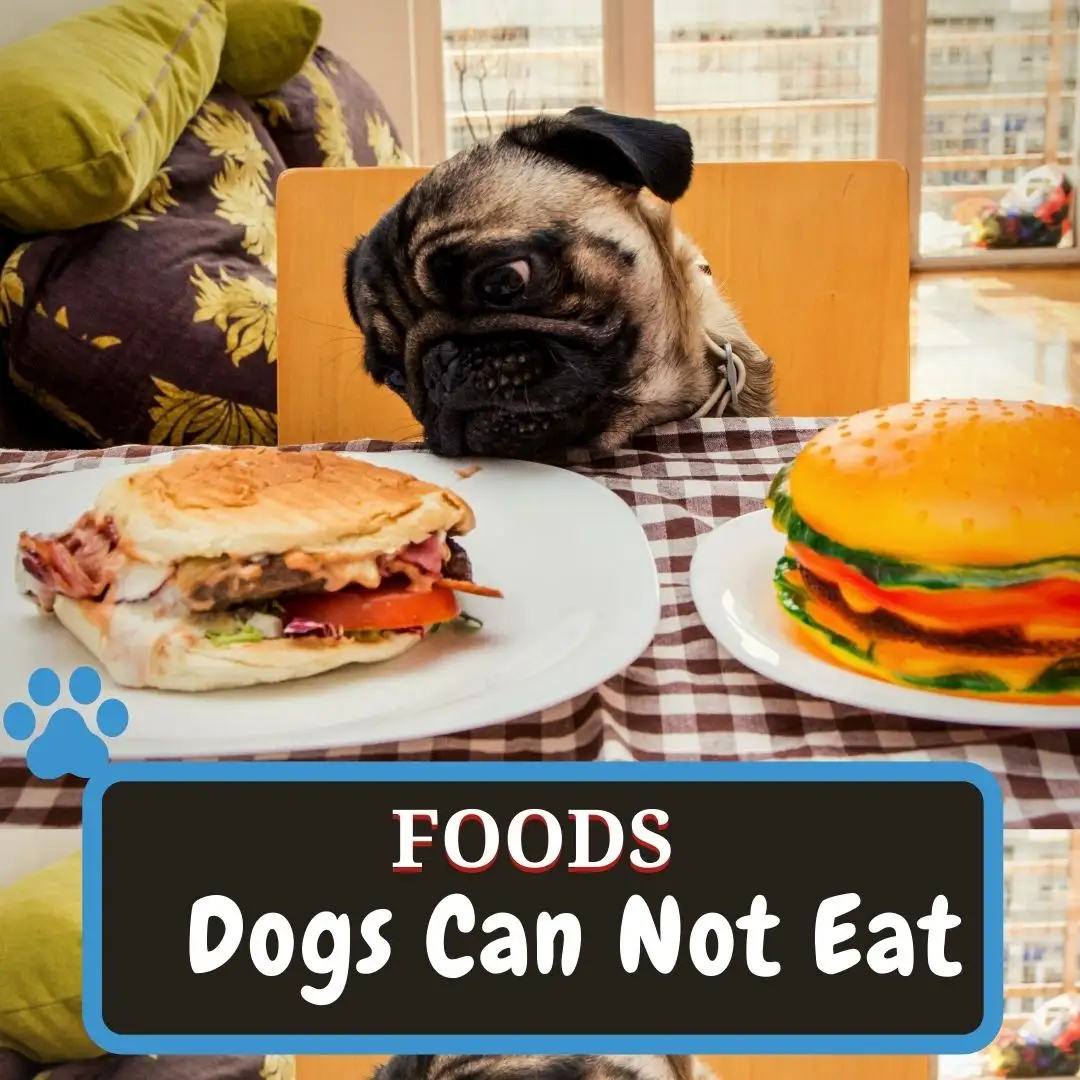 What Dogs Can Not Eat-Toxic Food For Dogs - TOXIC FOOD FOR DOGS