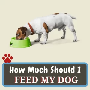 how much should feed to dog
