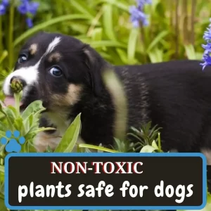 non toxic plants safe for dogs