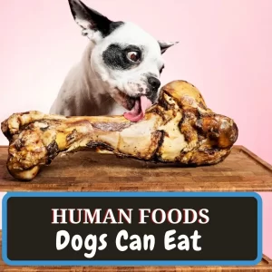what foods dogs can eat