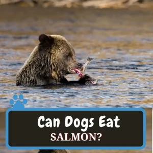 can dog eat salmon fish