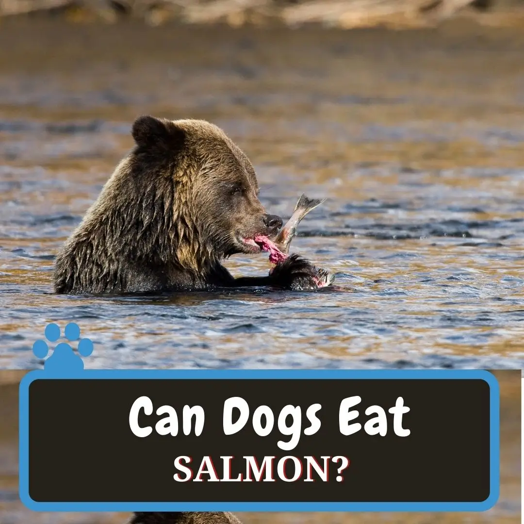 Can Dogs Eat Salmon? Is Salmon Safe For Dogs?
