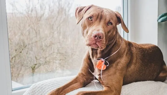 dog sitting on bed