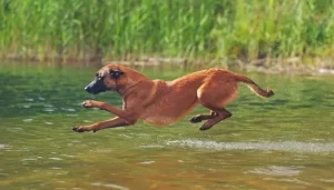 dog is jumping on the water like deer