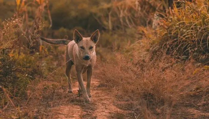 wild dog in jungle