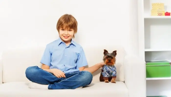 yorkies playing with kid