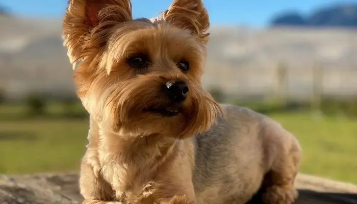 yorkies small breed sitting