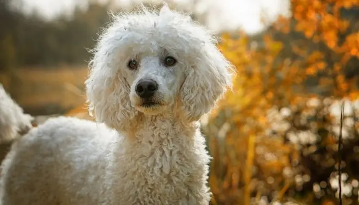 poodle watch dog