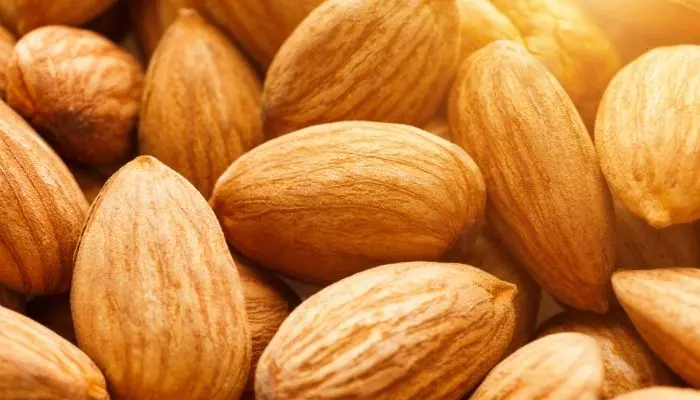yorkies eat almond