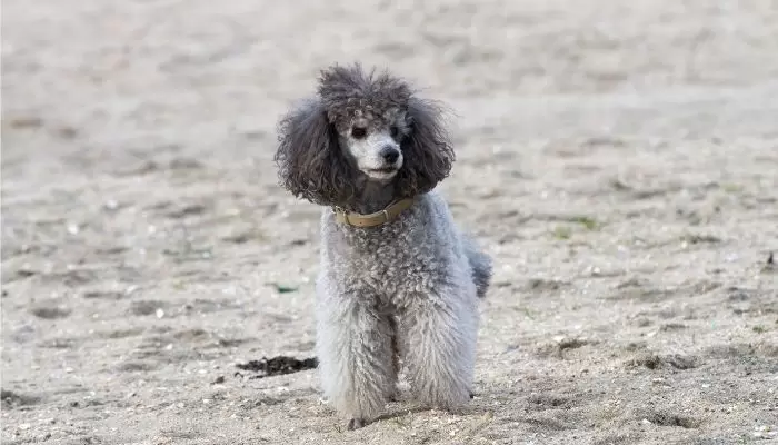 Do Labs need conditioner