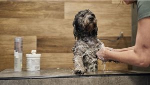 Best Conditioning Spray for Poodles