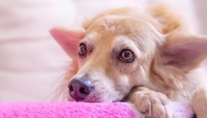 Favorite Colors of Some Breeds of Dogs