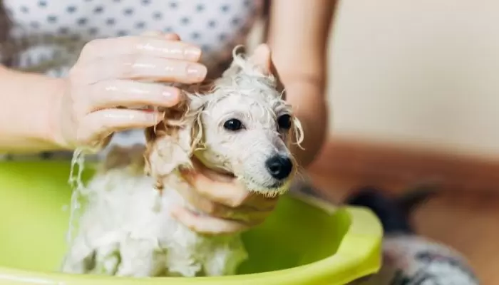 How do you apply conditioner to a dog