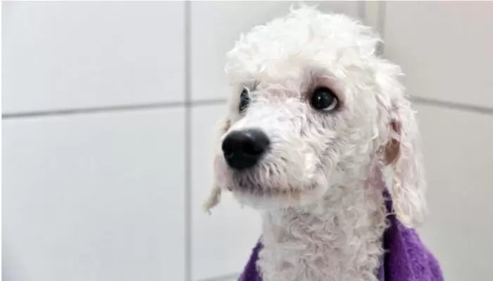 short-haired dogs need conditioner
