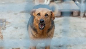 Dog Growls at Your Husband 1