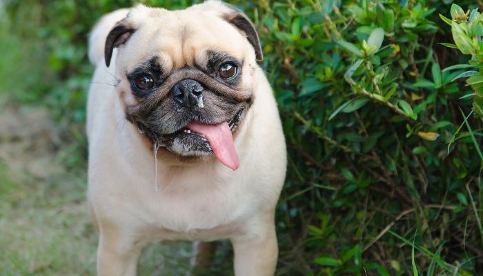 can humans get giardia from dog saliva