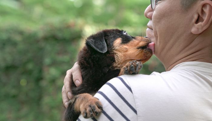 is dog saliva good for you