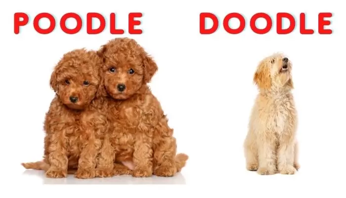 Why Poodles Are Better Than Doodles