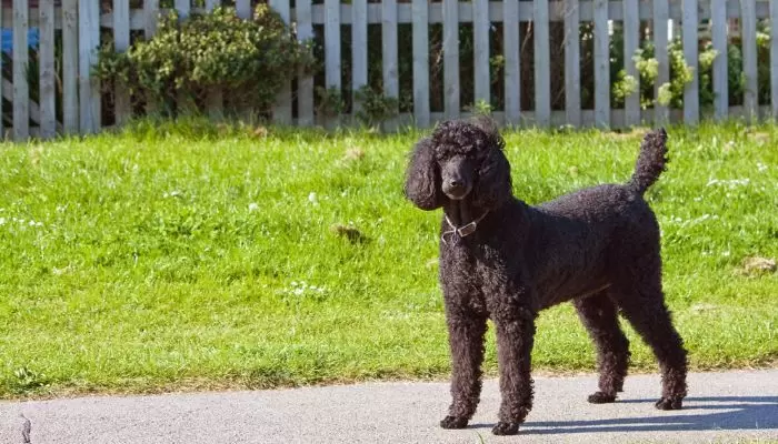 How to Accurately Measure Your Standard Poodle’s Size