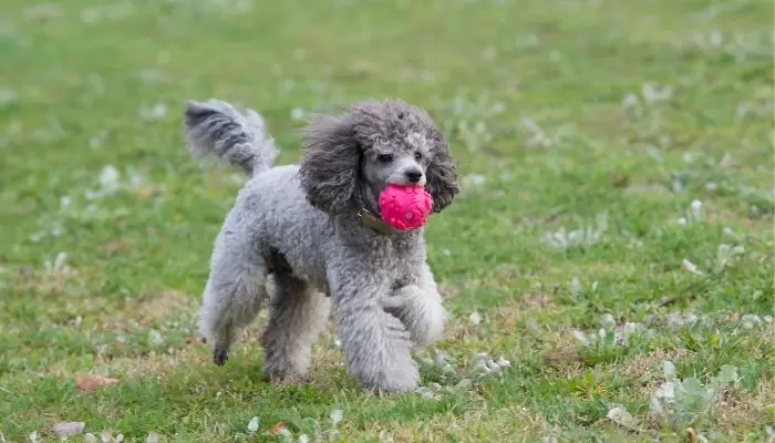 At What Age Can a Male Standard Poodle Breed