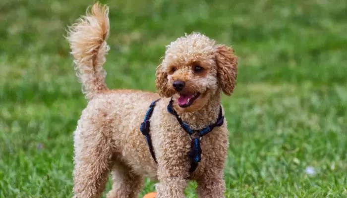 Signs a male dog is ready to mate