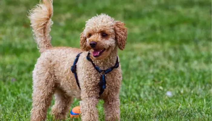 how long can a toy poodle live?
