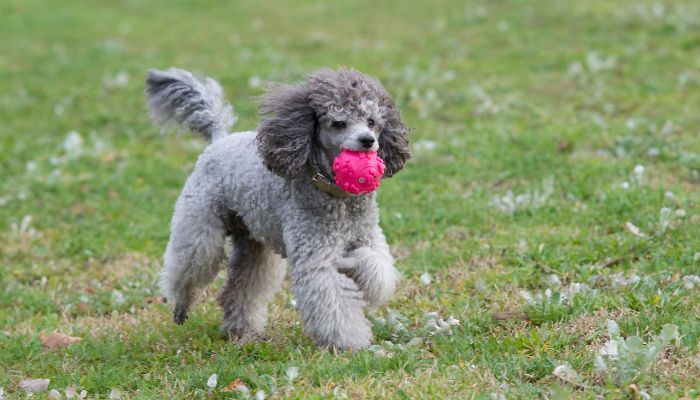 how long can a toy poodle live