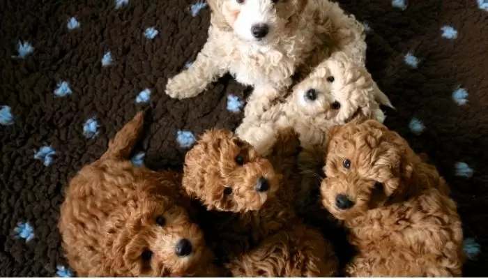 How many puppies can a miniature poodle have?
