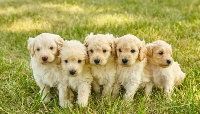 puppies can a miniature poodle have