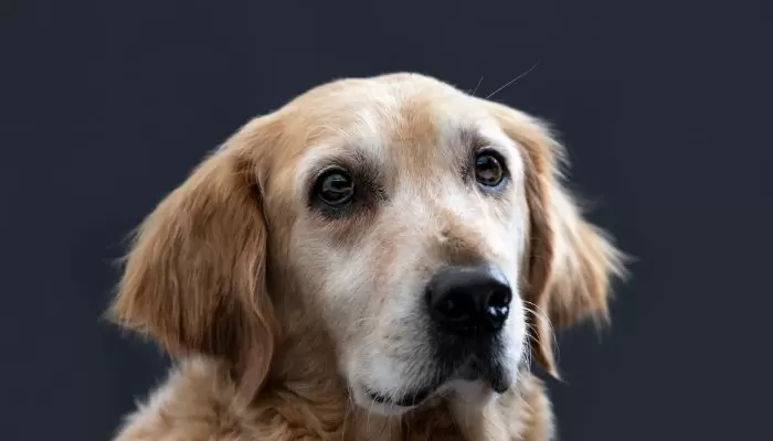 Tips to keep a Golden Retrievers Nose Black