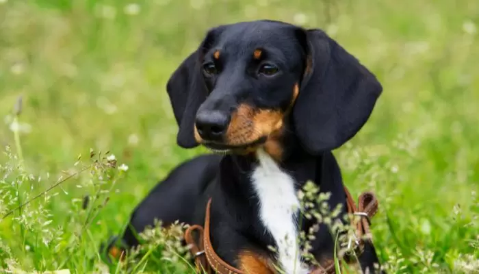 Dachshund can not jump high