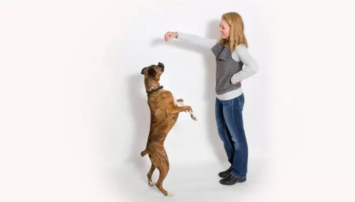 How to Keep Your Dog from Jumping on the Table