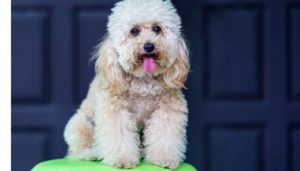Is My Poodle Dog Overweight