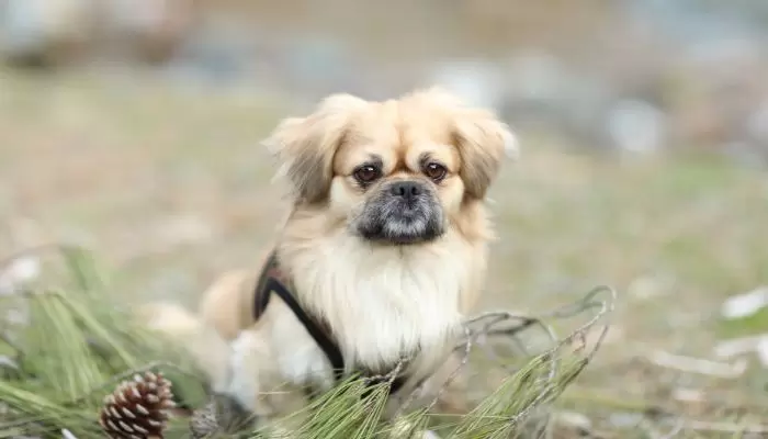 Pekingese can not jump high