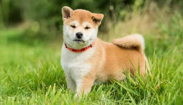 Shiba Inu