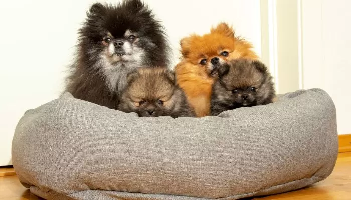 At what Age Do Pomeranians Stop Growing