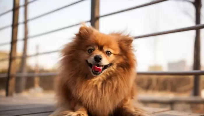 Can a Pomeranian be Left Alone