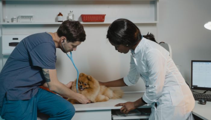 Dr is checing Seizures in Pomeranians